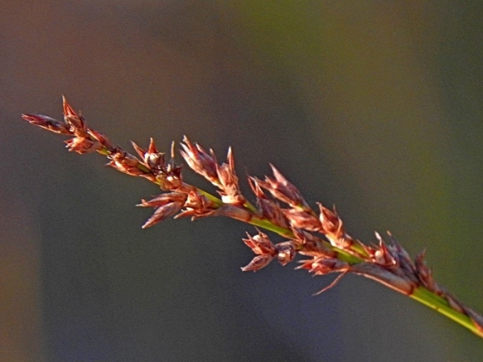 Lepidosperma laterale image