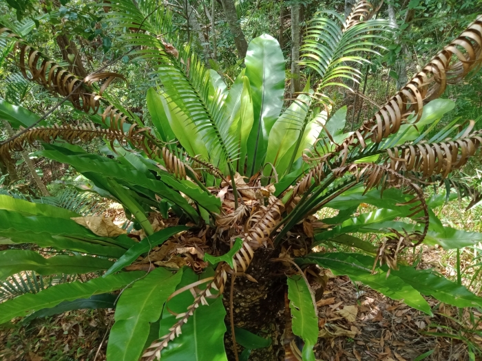 Lepidozamia peroffskyana image