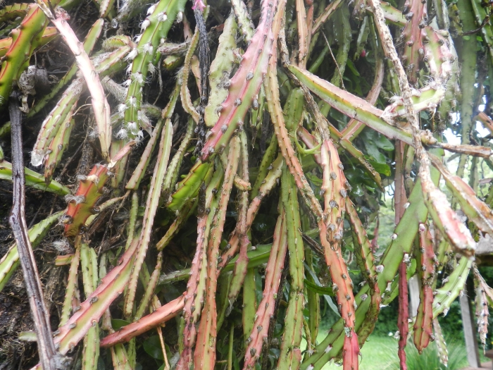 Lepismium cruciforme image