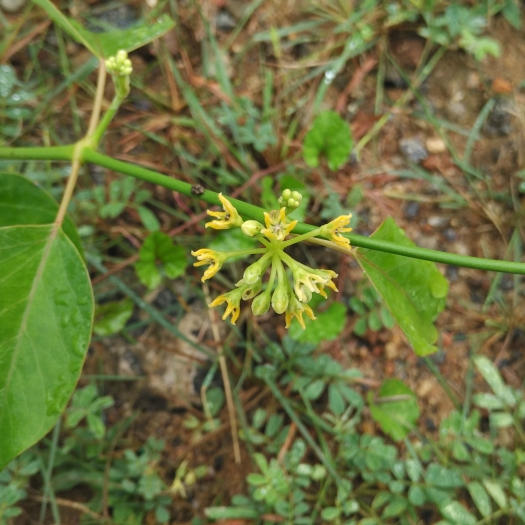 Leptadenia reticulata image