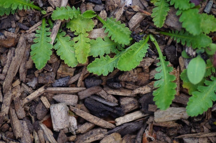 Leptinella dioica image