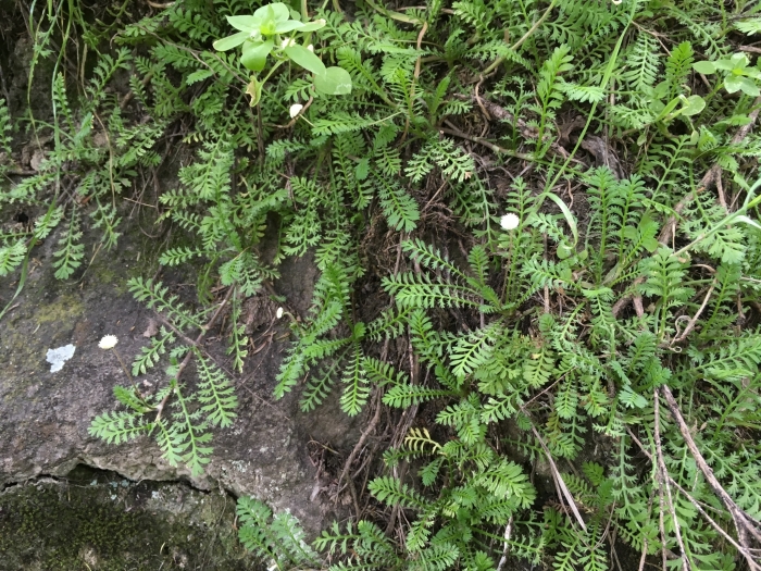 Leptinella minor image