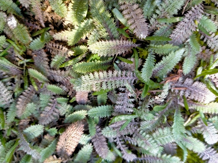 Leptinella serrulata image