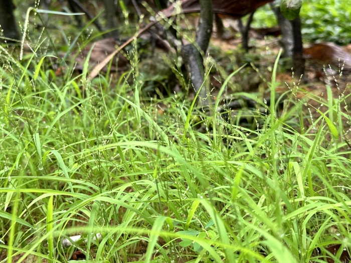 Leptochloa panicea image