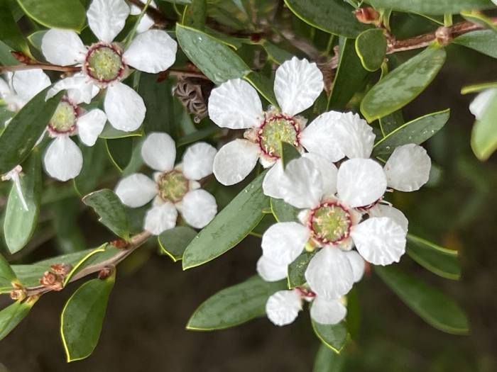 Leptospermum laevigatum image