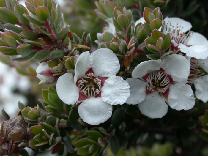 Leptospermum lanigerum image