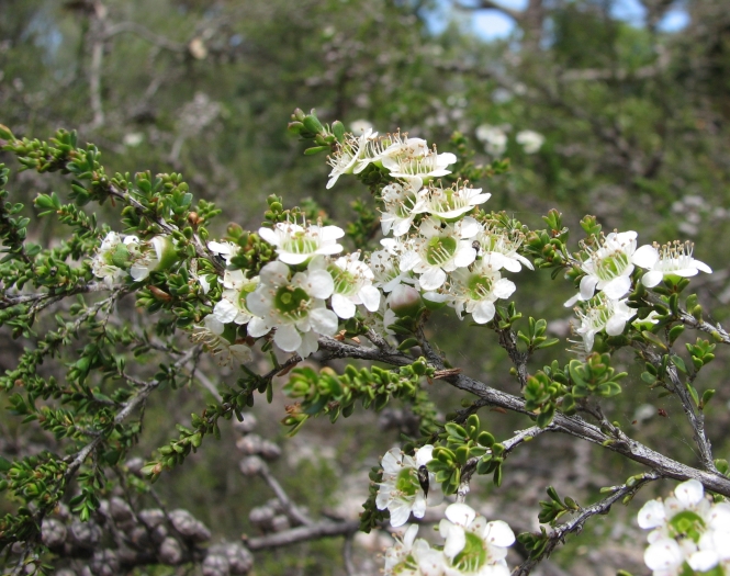 Leptospermum liversidgei image