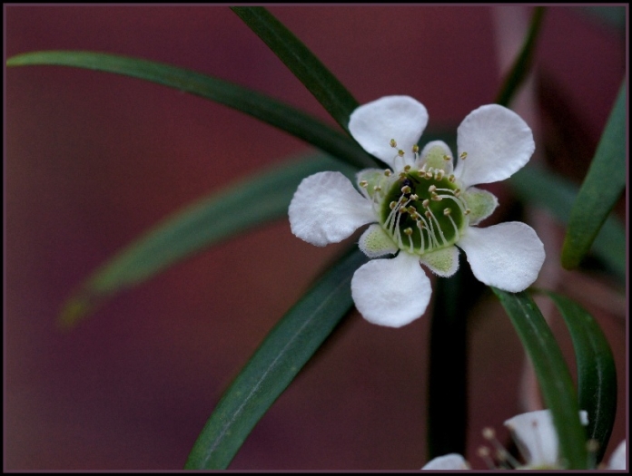 Leptospermum petersonii image