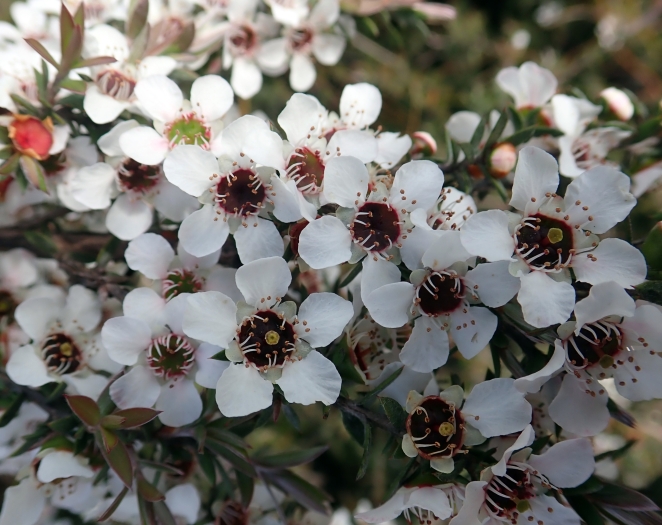 Leptospermum scoparium image