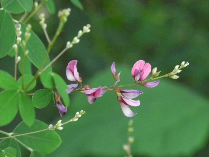Lespedeza bicolor image