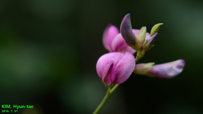 Lespedeza floribunda image