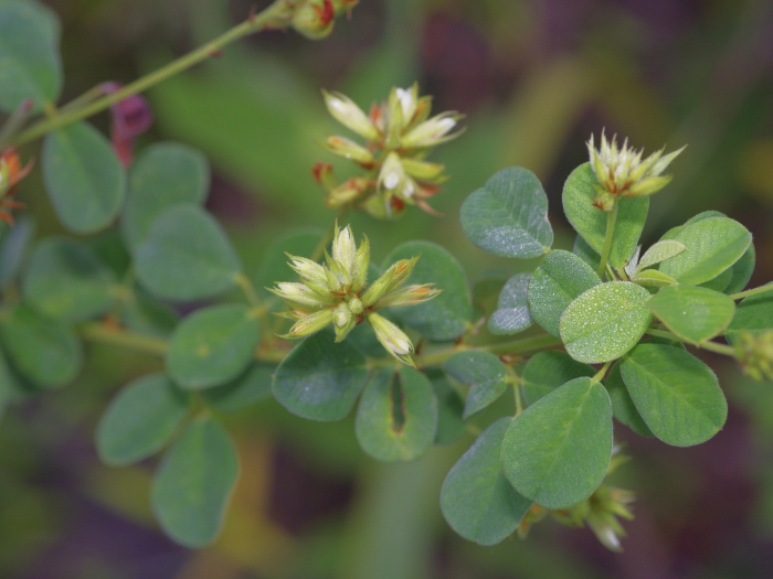 Lespedeza hirta image