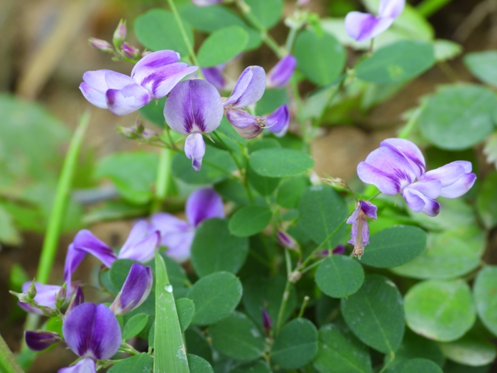 Lespedeza procumbens image