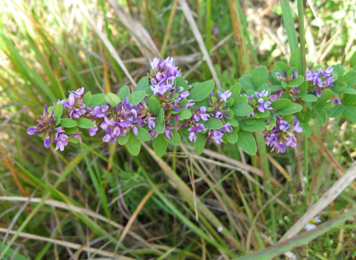 Lespedeza violacea image