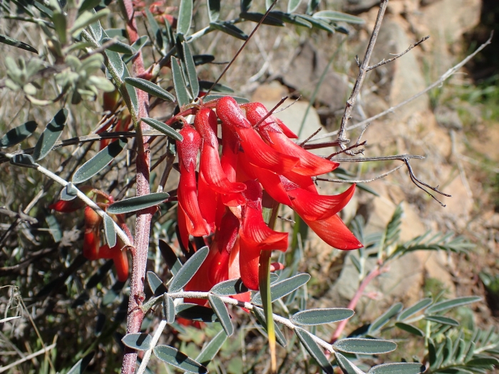 Lessertia frutescens image