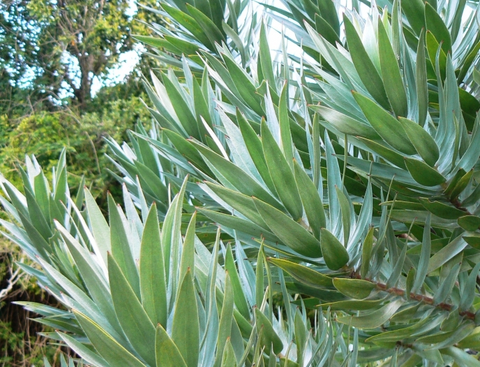 Leucadendron argenteum image