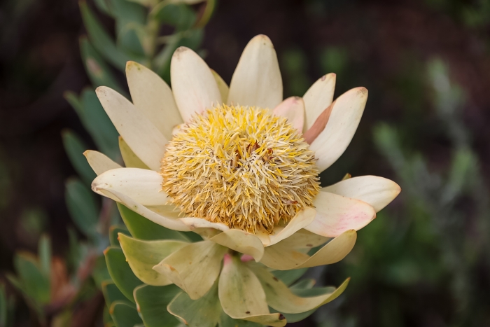 Leucadendron daphnoides image