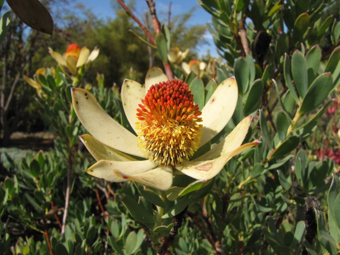 Leucadendron discolor image