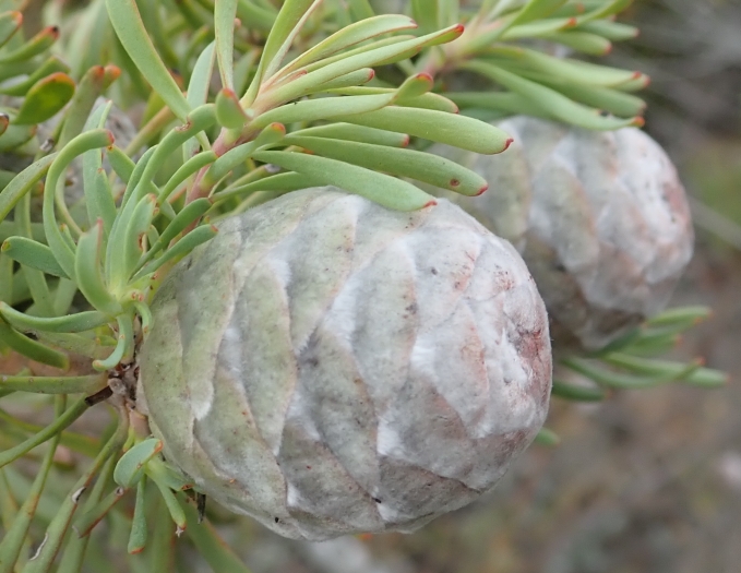 Leucadendron galpinii image