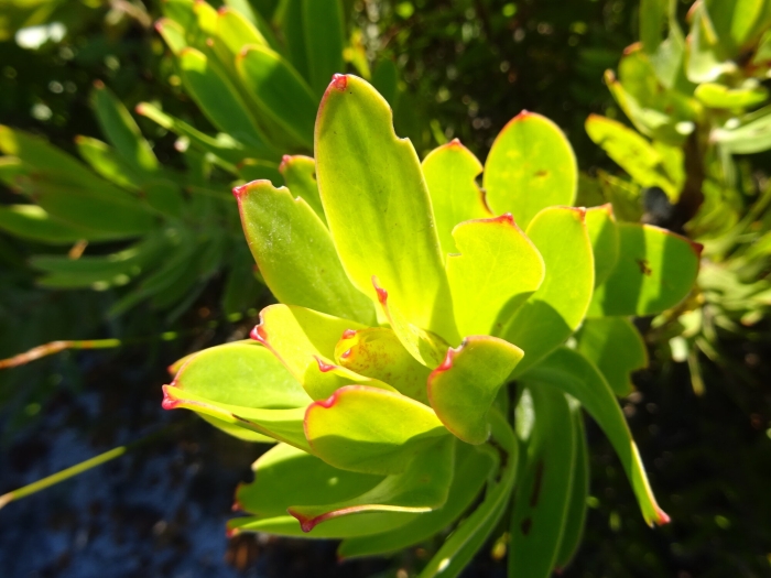Leucadendron laureolum image