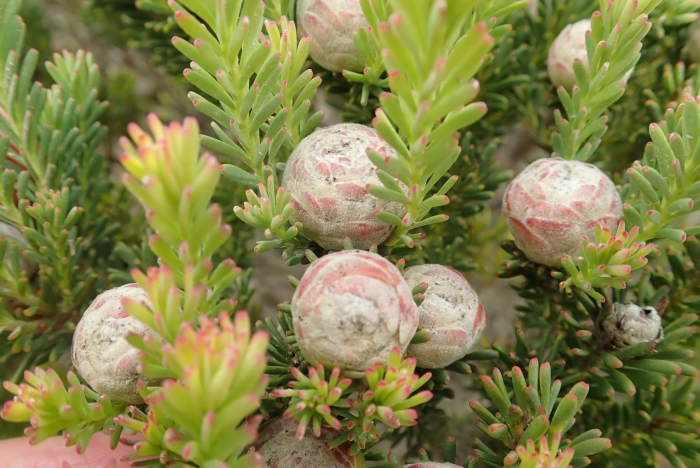 Leucadendron linifolium image