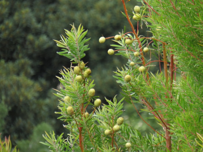 Leucadendron salicifolium image
