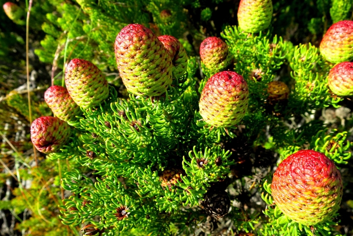 Leucadendron teretifolium image