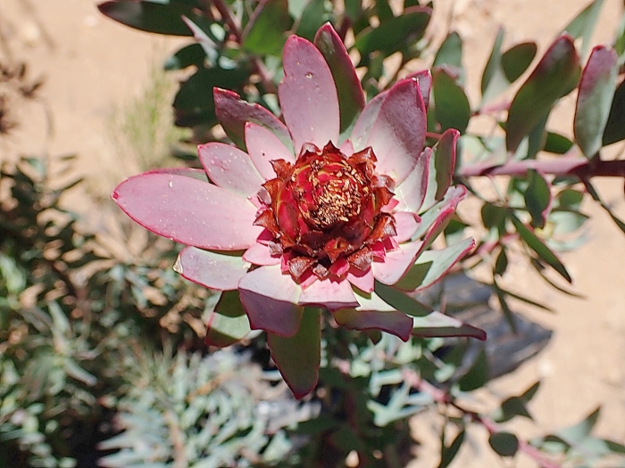 Leucadendron tinctum image