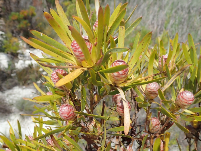Leucadendron xanthoconus image