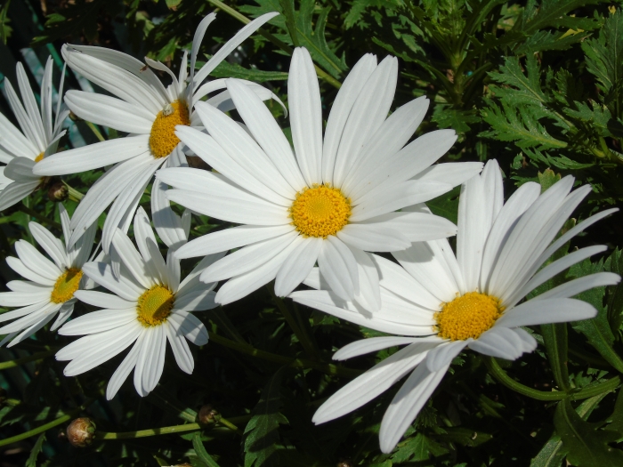 Leucanthemum ×superbum image