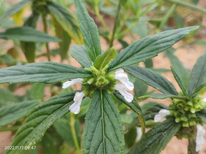 Leucas aspera image