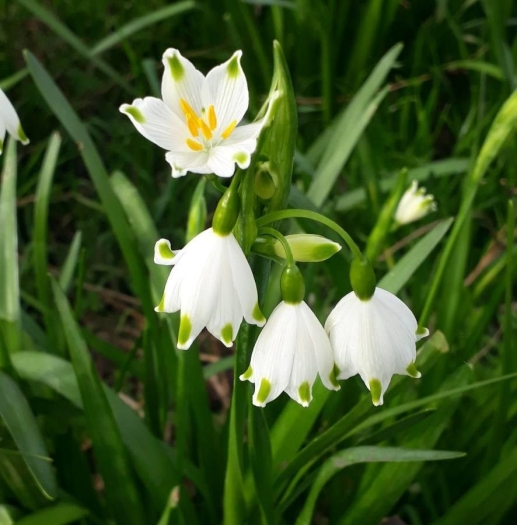 Leucojum aestivum image