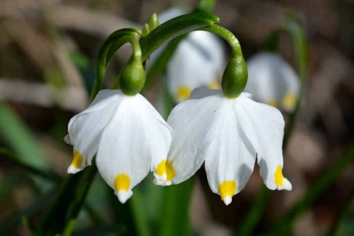 Leucojum vernum image