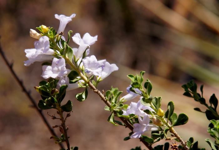 Leucophyllum laevigatum image