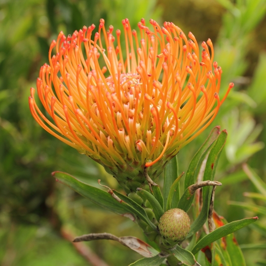 Leucospermum catherinae image