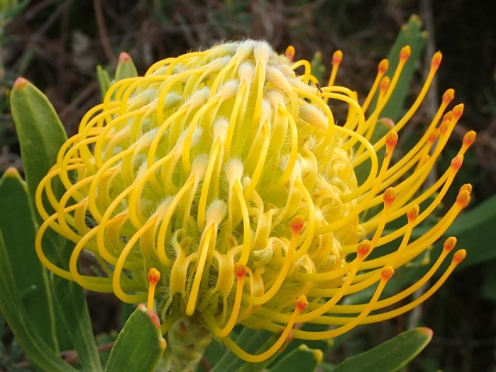 Leucospermum cuneiforme image