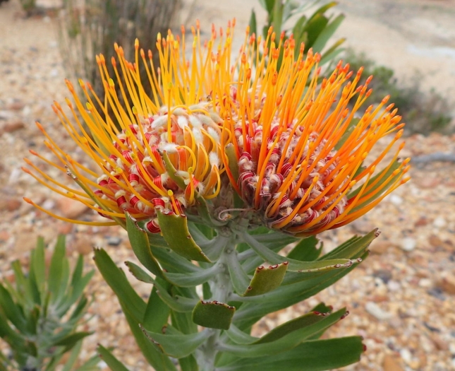 Leucospermum erubescens image
