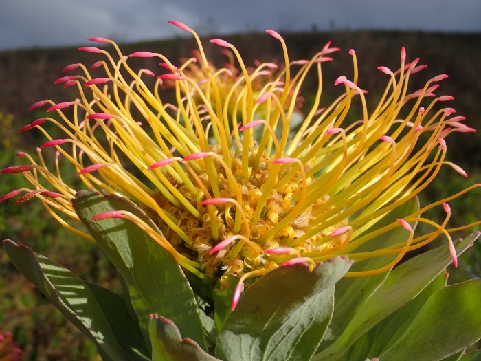 Leucospermum formosum image