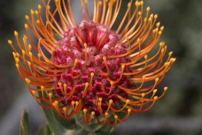 Leucospermum vestitum image