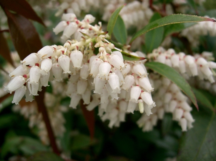 Leucothoe axillaris image