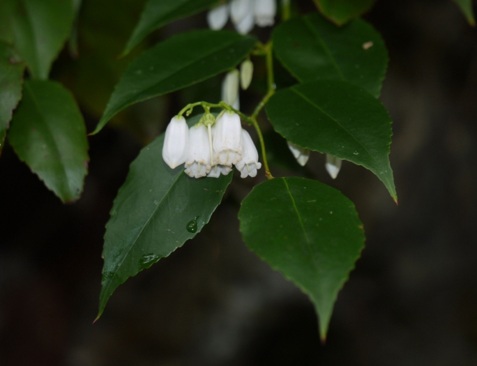 Leucothoe keiskei image