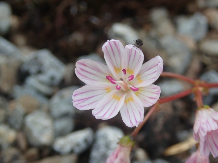 Lewisia columbiana image