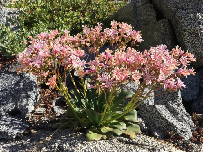 Lewisia cotyledon image