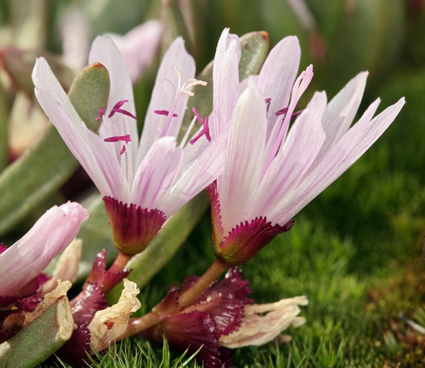 Lewisia longipetala image