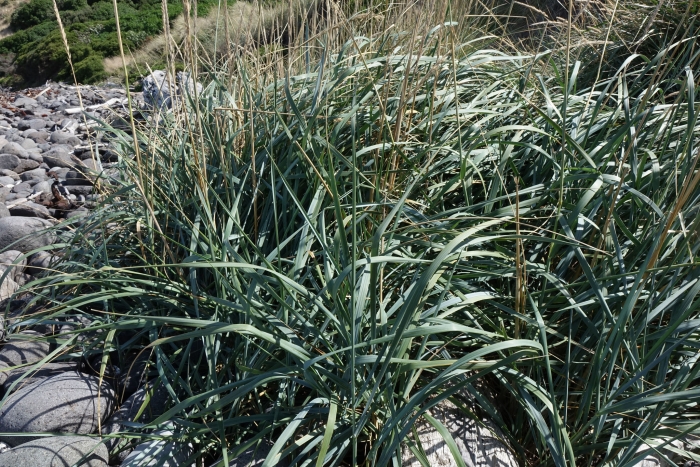 Leymus arenarius image