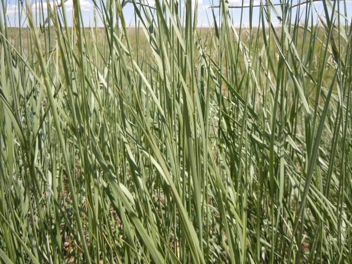 Leymus flavescens image