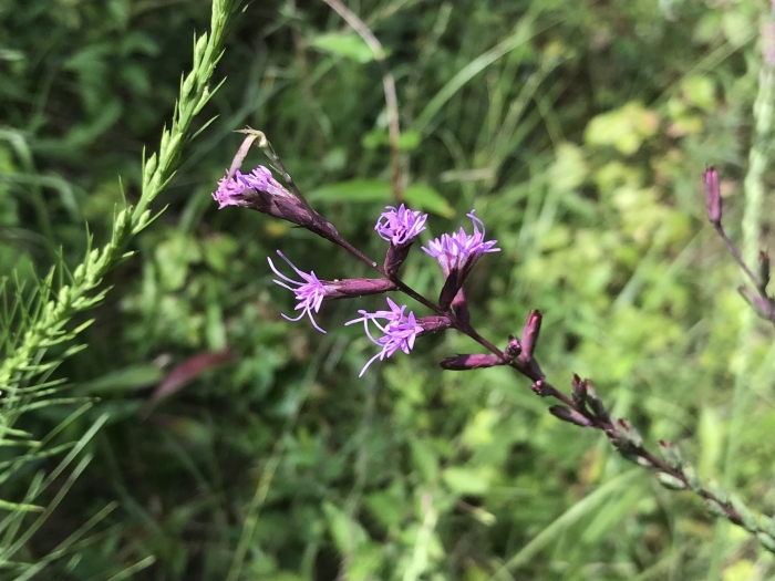 Liatris acidota image