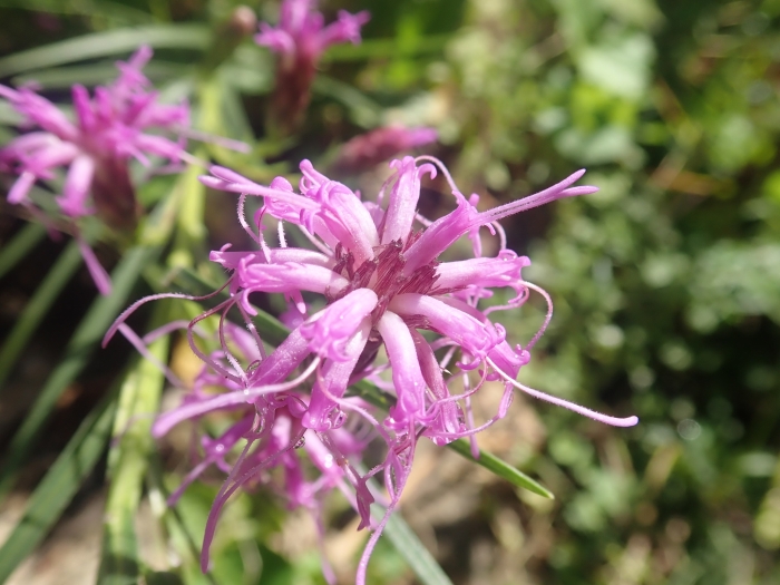 Liatris cylindracea image