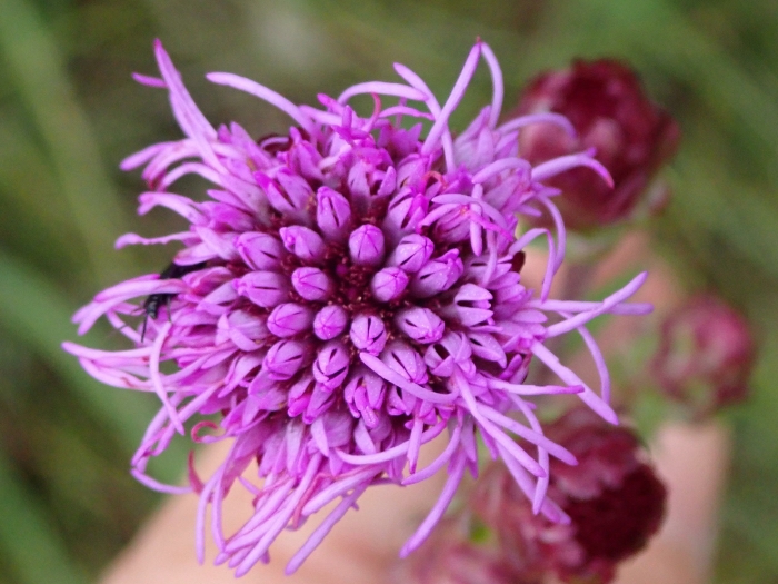 Liatris ligulistylis image