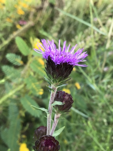 Liatris scariosa var. nieuwlandii image